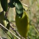 Photos of fruits and seeds