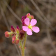 Photos of plants with pink or purple bloom