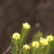 Photos of plants with white bloom