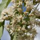 Photos of plants with white bloom