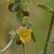 Photos of plants with yellow or golden bloom