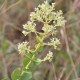 Photos of plants with white bloom