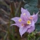 Photos of plants with pink or purple bloom