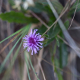 Photos of plants with pink or purple bloom