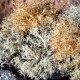 Photos of lichens