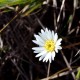 Photos of plants with white bloom