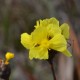 Photos of plants with yellow or golden bloom