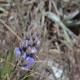 Photos of plants with blue bloom