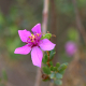 Photos of plants with pink or purple bloom