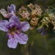 Photos of plants with blue bloom