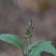 Photos of plants with blue bloom