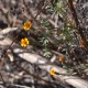 Photos of plants with orange bloom