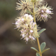 Photos of plants with white bloom