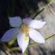 Photos of plants with white bloom