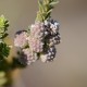 Photos of plants with white bloom