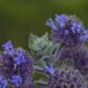 Photos of plants with blue bloom