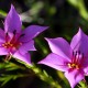 Photos of plants with pink or purple bloom