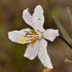 Photos of plants with white bloom