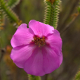 Photos of plants with pink or purple bloom