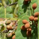 Photos of fruits and seeds