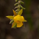 Photos of plants with yellow or golden bloom