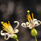 Photos of plants with white bloom