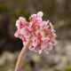 Photos of plants with pink or purple bloom