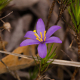 Photos of plants with blue bloom