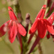 Photos of plants with red bloom