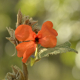 Photos of plants with orange bloom