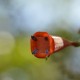 Photos of plants with orange bloom