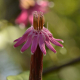 Photos of plants with pink or purple bloom