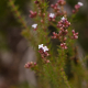 Photos of plants with white bloom