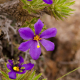 Photos of plants with blue bloom