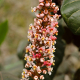 Photos of plants with white bloom