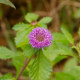 Photos of plants with pink or purple bloom