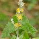 Photos of plants with yellow or golden bloom