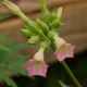 Photos of plants with pink or purple bloom