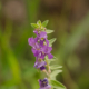 Photos of plants with pink or purple bloom