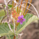 Photos of plants with pink or purple bloom