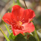 Photos of plants with red bloom