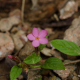 Photos of plants with pink or purple bloom