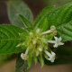 Photos of plants with white bloom