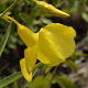 Photos of plants with yellow or golden bloom