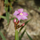 Photos of plants with pink or purple bloom