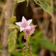 Photos of plants with pink or purple bloom