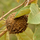 Photos of fruits and seeds