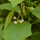 Photos of plants with white bloom