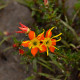 Photos of plants with orange bloom