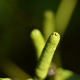 Photos of fruits and seeds